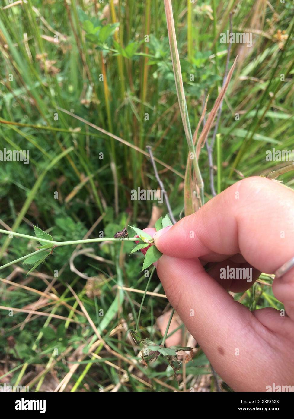 Dreihörner Baumstampfer (Acanthuchus trispinifer) Insecta Stockfoto