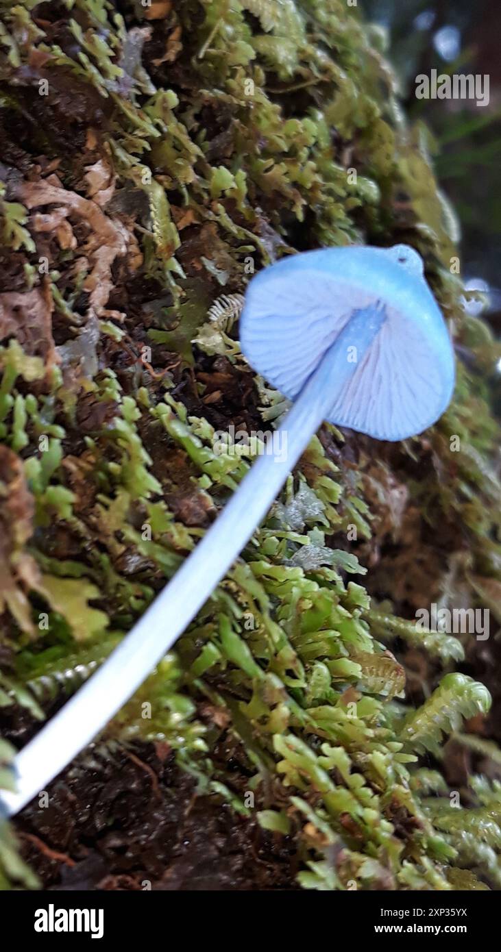 Blauer Pinkgill (Entoloma hochstetteri) Pilze Stockfoto