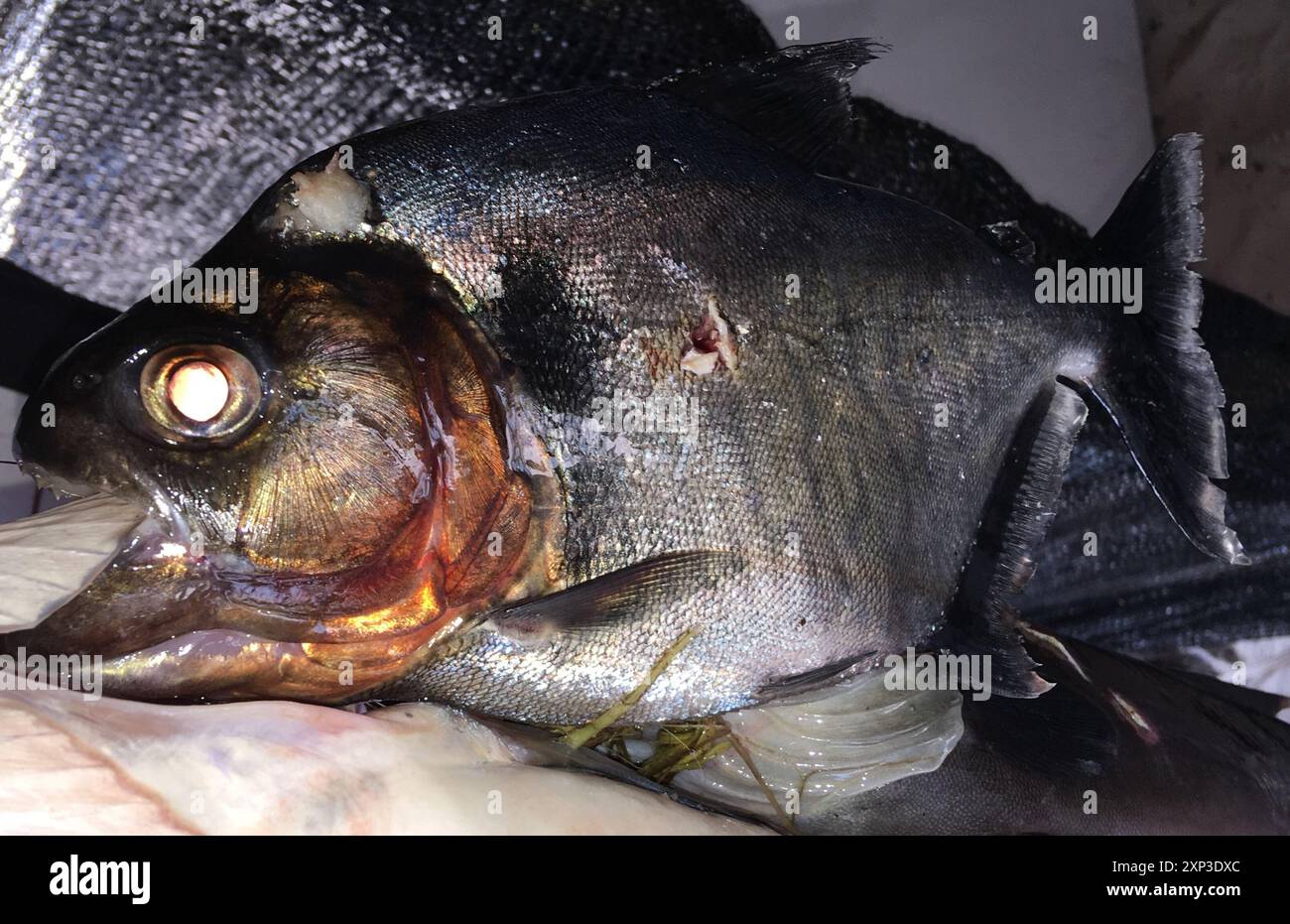 Redeye Piranha (Serrasalmus rhombeus) Actinopterygii Stockfoto