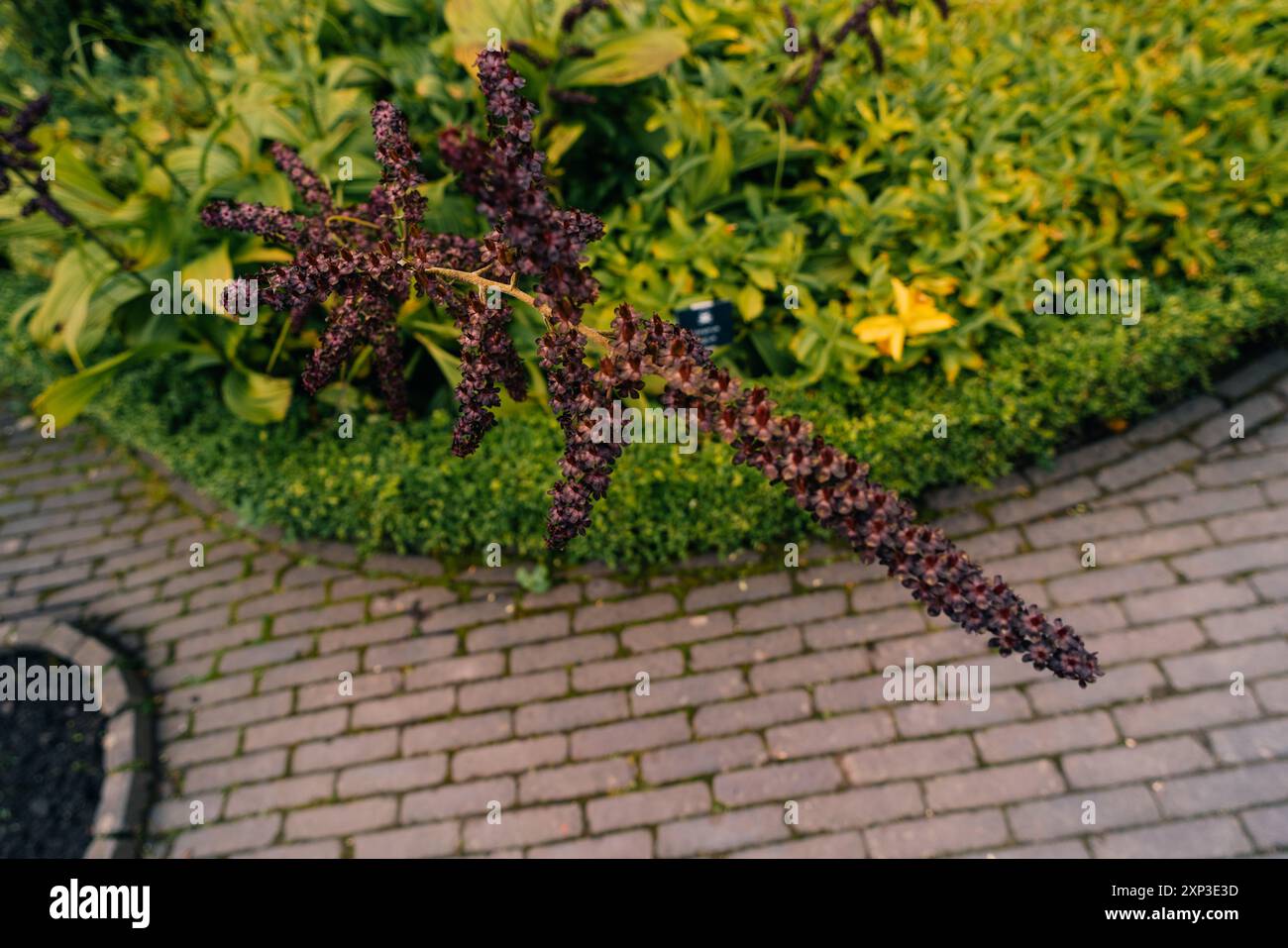 Blumen von Veratrum nigrum im Garten. Veratrum nigrum, der schwarze falsche Helikopter. Hochwertige Fotos Stockfoto