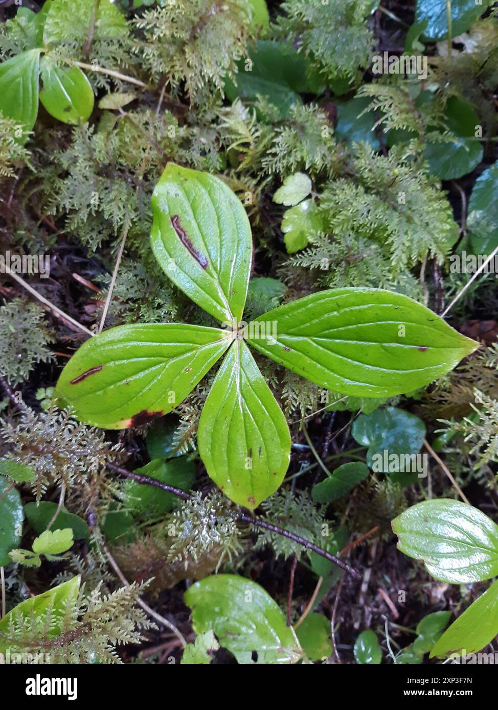 Westliche Bunchberry (Cornus unalaschkensis) Plantae Stockfoto