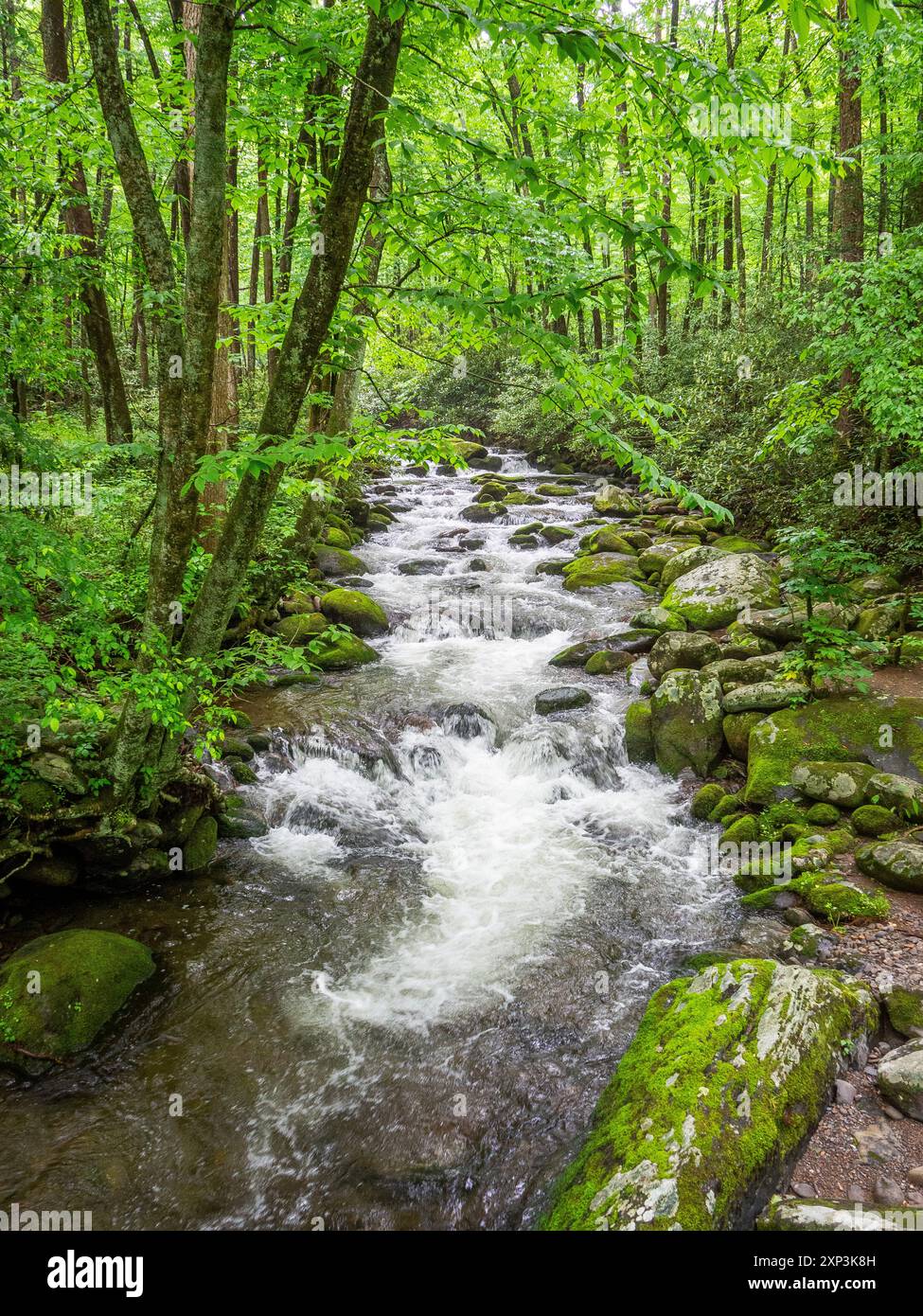 Roaring Fork River auf dem Roaring Fork Motor Nature Trail im Great Smokey Mountains National Park in Tennessee, USA Stockfoto