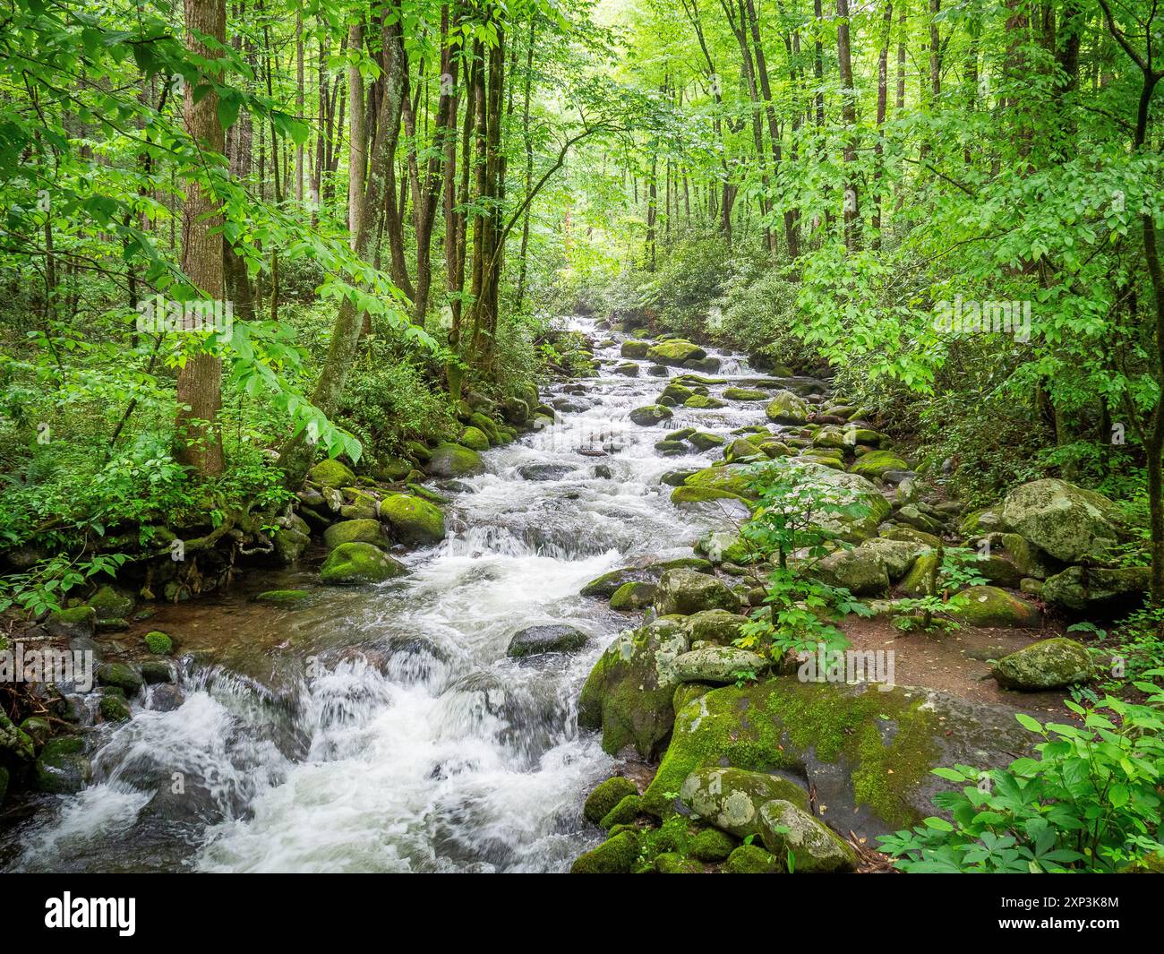 Roaring Fork River auf dem Roaring Fork Motor Nature Trail im Great Smokey Mountains National Park in Tennessee, USA Stockfoto