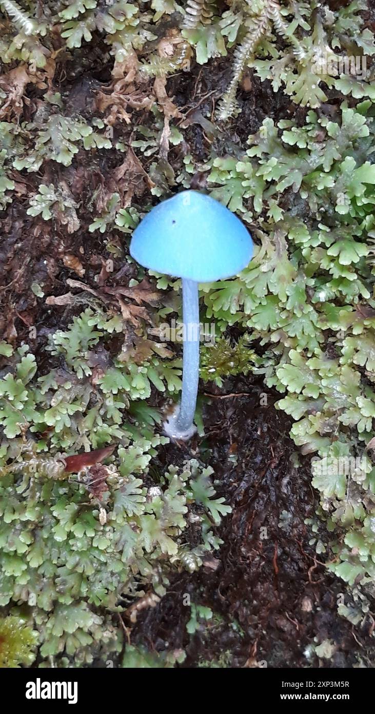 Blauer Pinkgill (Entoloma hochstetteri) Pilze Stockfoto