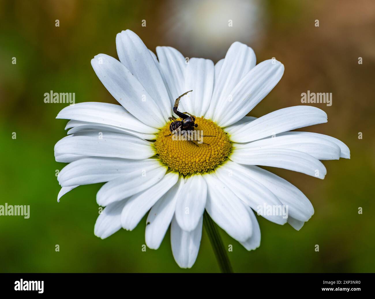 Eine Spinne, die mitten in einer wilden Blume sitzt. Sichuan, China. Stockfoto