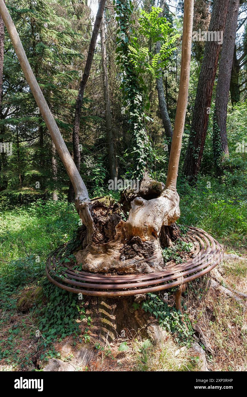 Park von Schloss Sammezzano, Toskana, Italien. Kreisförmige eiserne Baumbank, eingebettet in Holz. Stockfoto