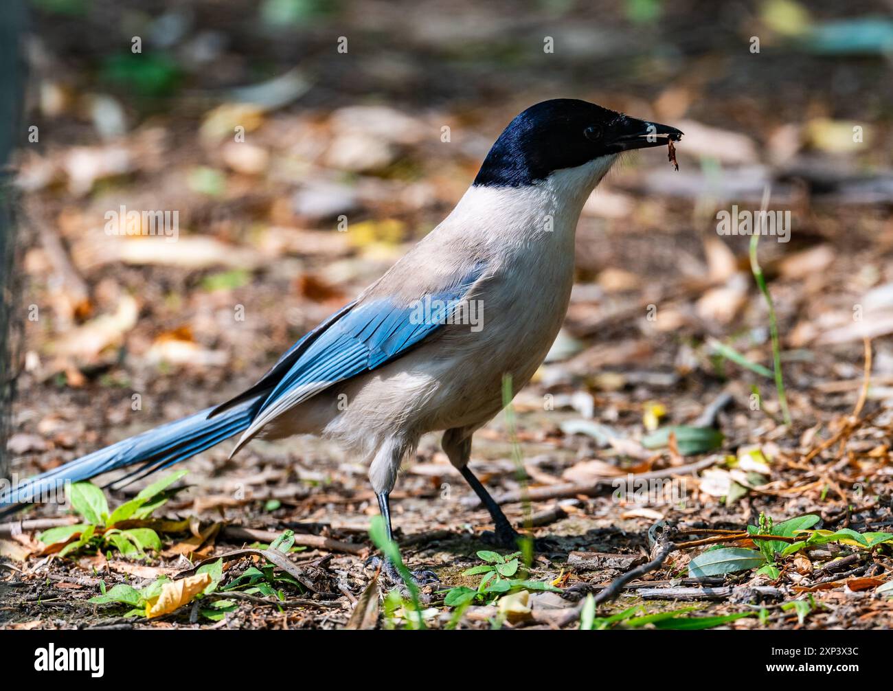 Eine azurfarbene Elster (Cyanopica cyanus), die sich auf der Suche nach Boden macht. Peking, China. Stockfoto