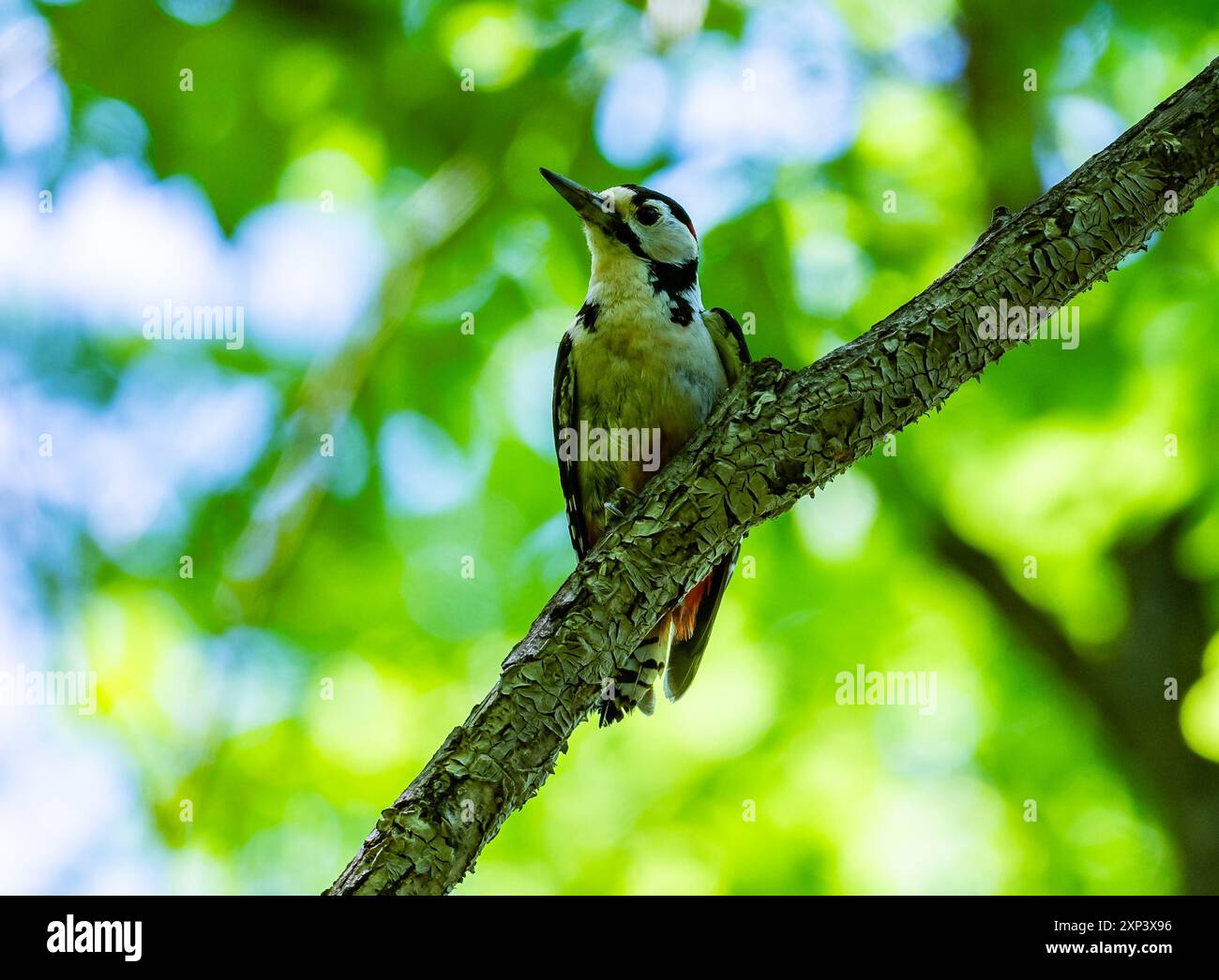 Ein großer Fleckenspecht (Dendrocopos Major), der auf einem Ast thront. Peking, China. Stockfoto