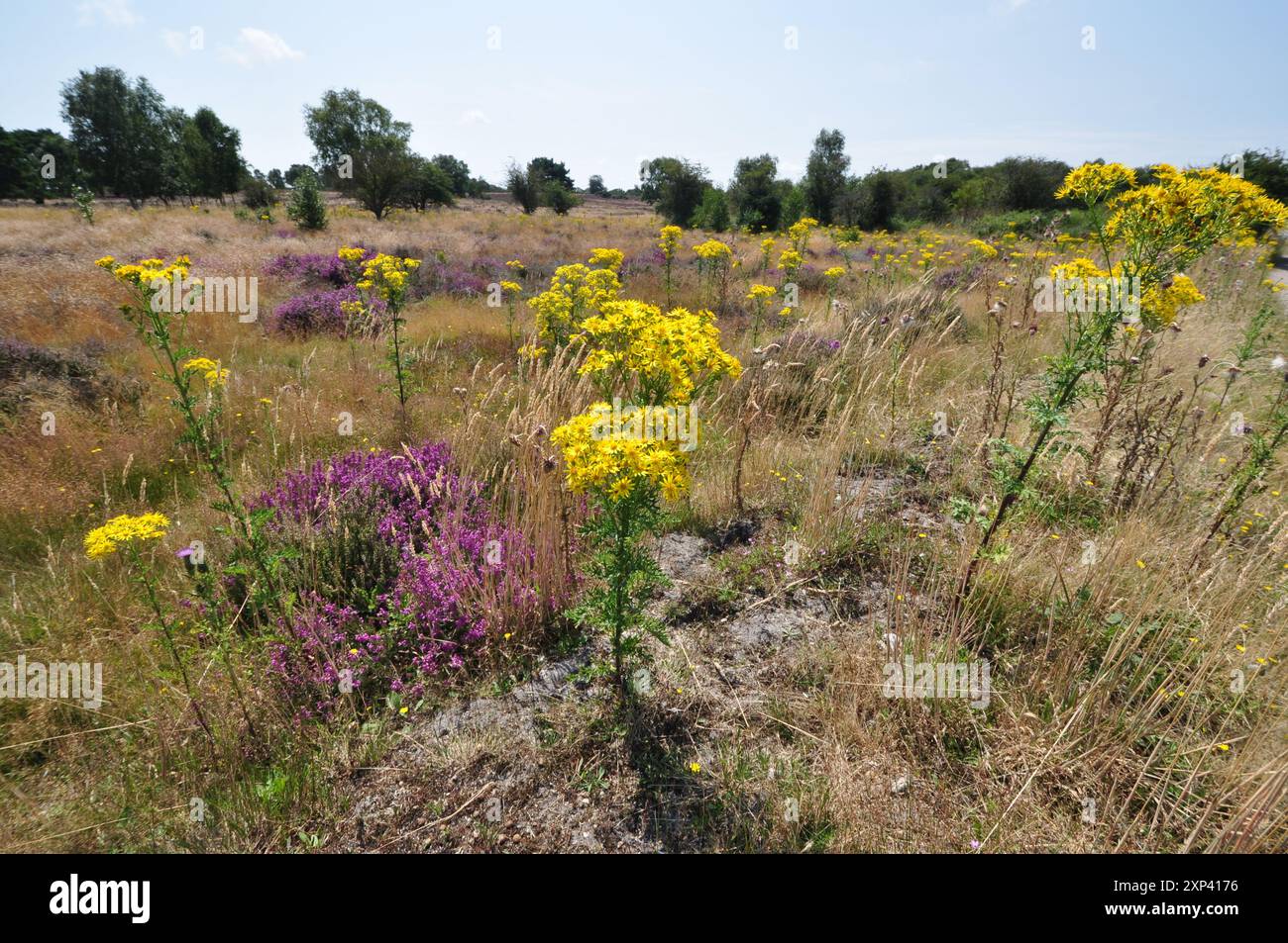 Westleton Heath in den Suffolk Sandlings, England Großbritannien Stockfoto