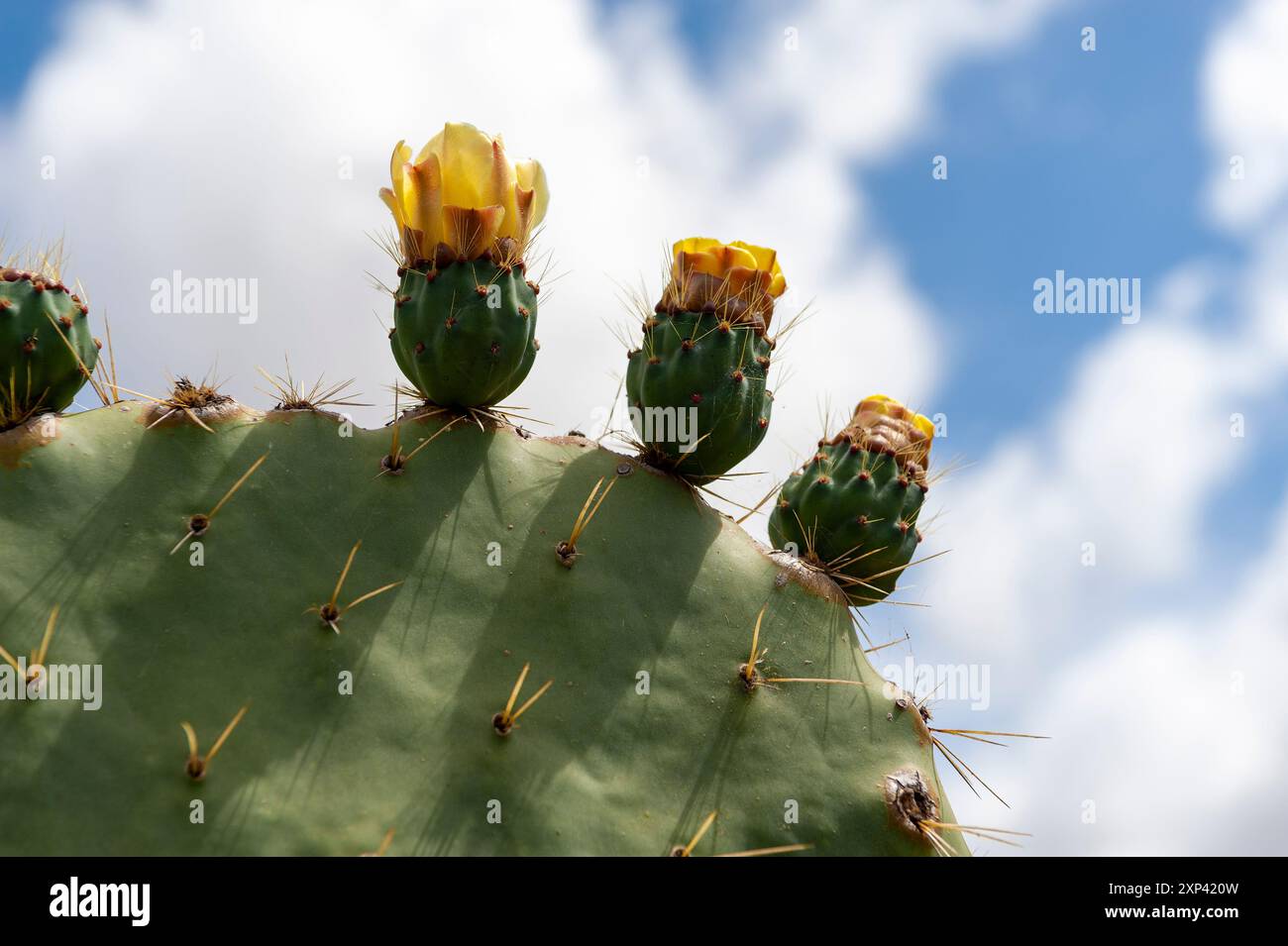 Stachelbirnen (Opuntia Ficus-indica) oder indische Feigen Stockfoto