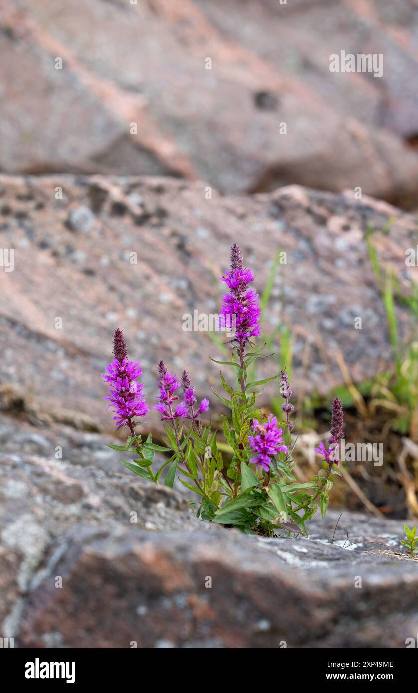 Blutweiderich Stockfoto