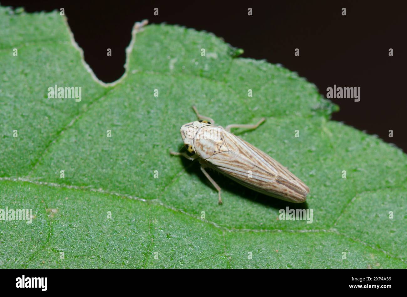 Leafhopper, Familie Cicadelidae Stockfoto