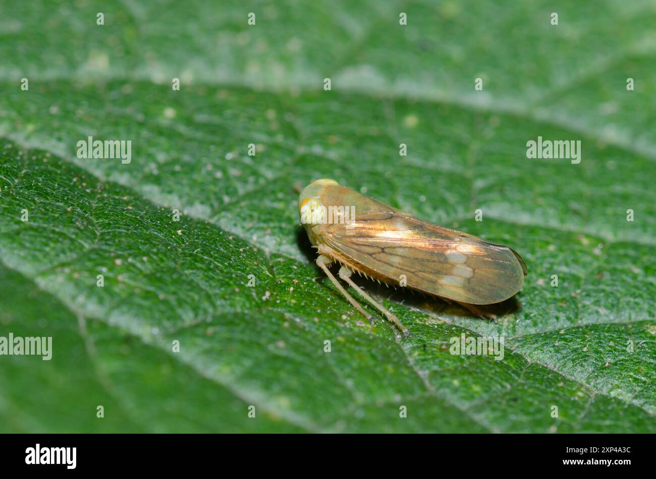 Leafhopper, Jikradia olitoria Stockfoto
