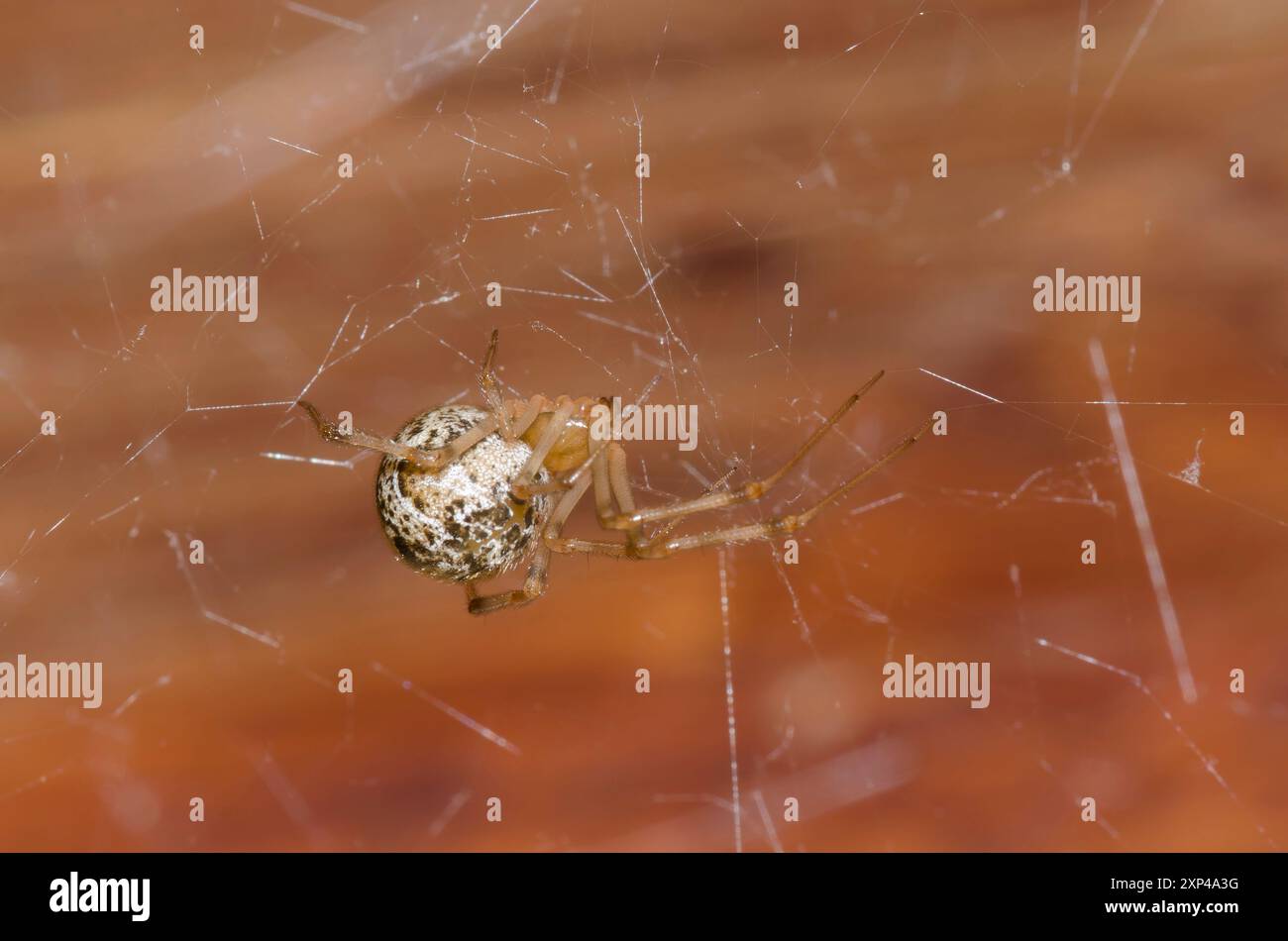 Gemeinsame Haus Spinne, Parasteatoda tepidariorum, Weiblich Stockfoto