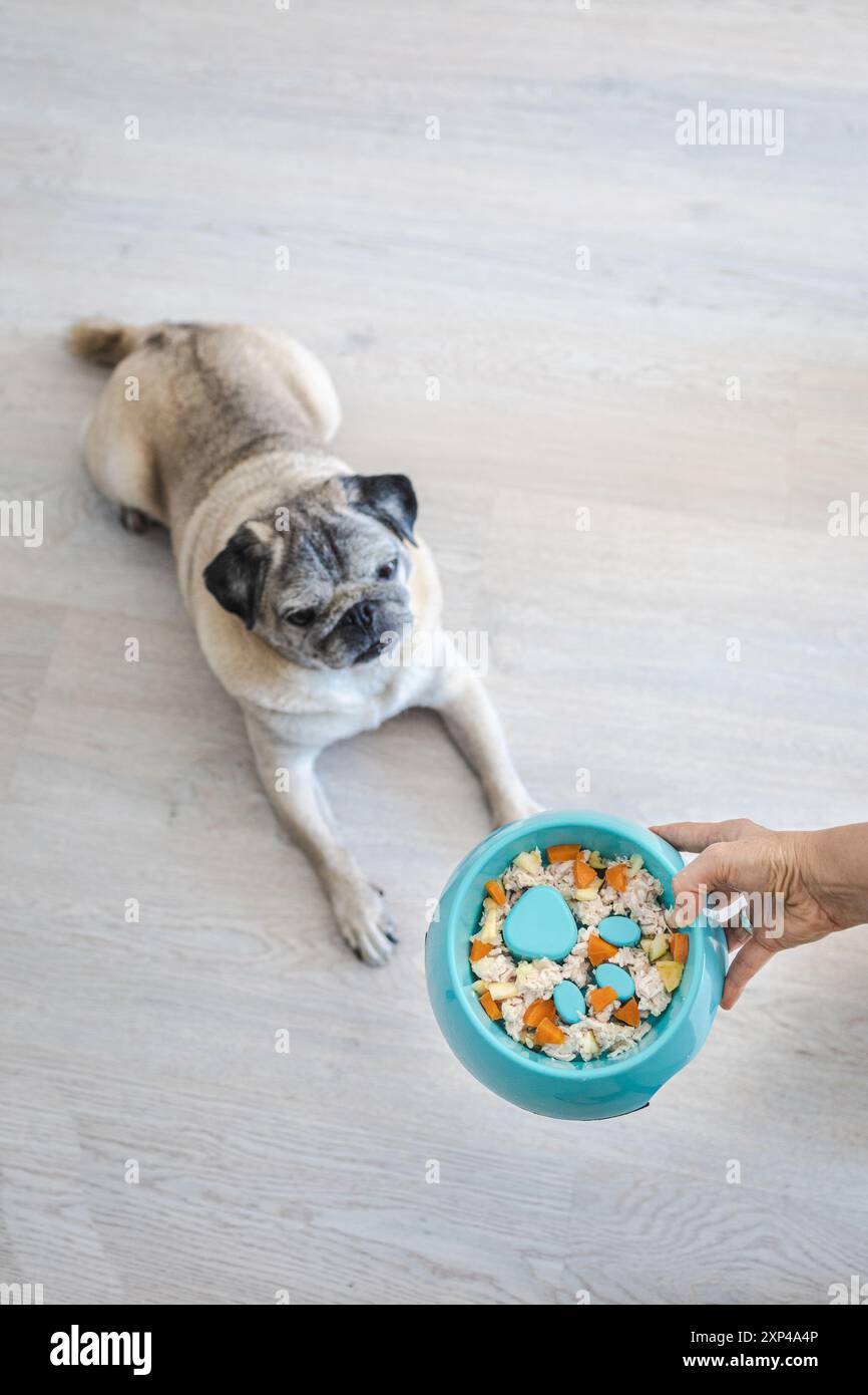 Ein Mops wartet geduldig auf eine Schüssel mit gesundem hausgemachtes Essen mit Hindernissen, um das Essen zu verlangsamen. Stockfoto