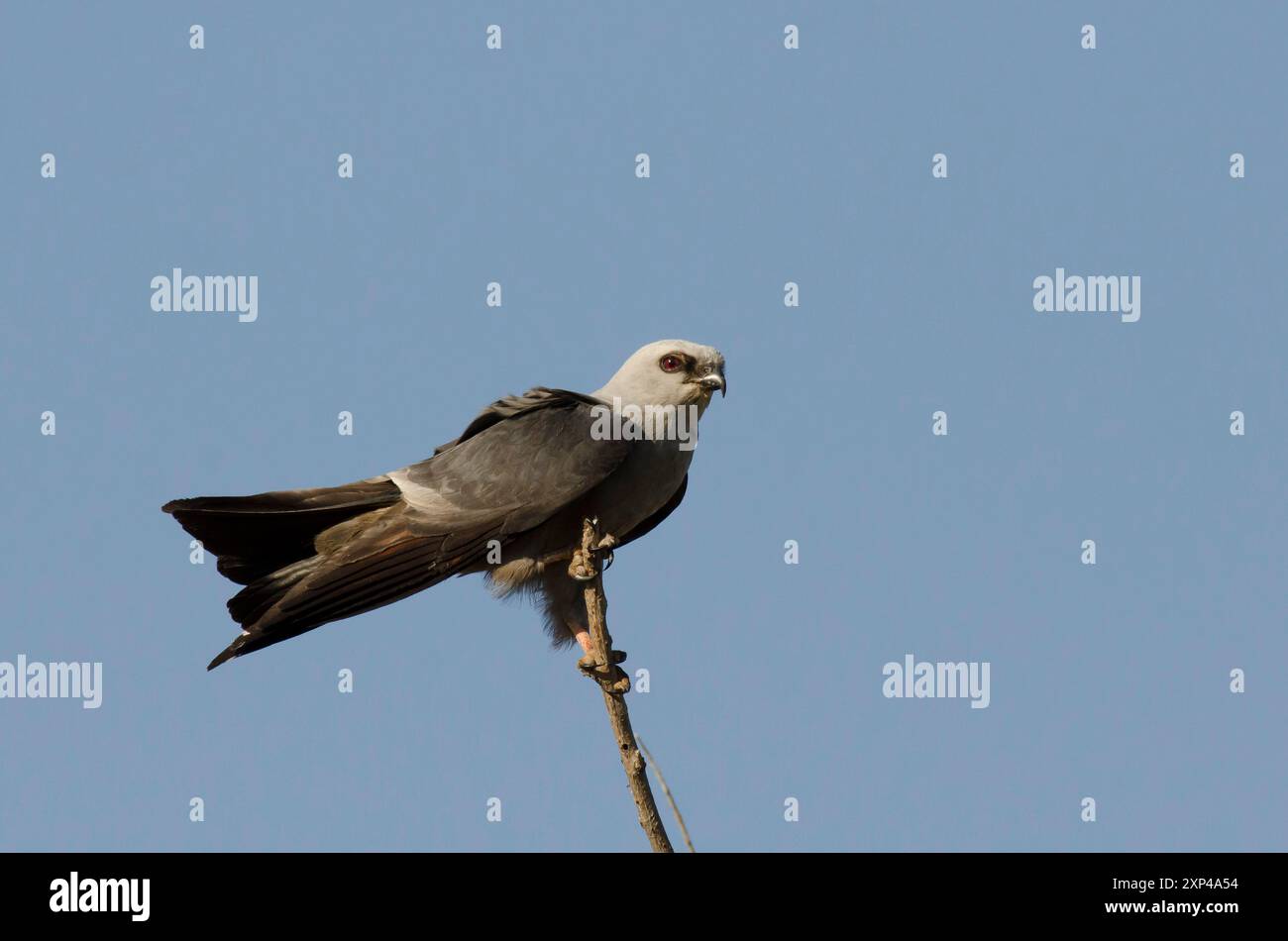 Mississippi Kite, Ictinia mississippiensis Stockfoto