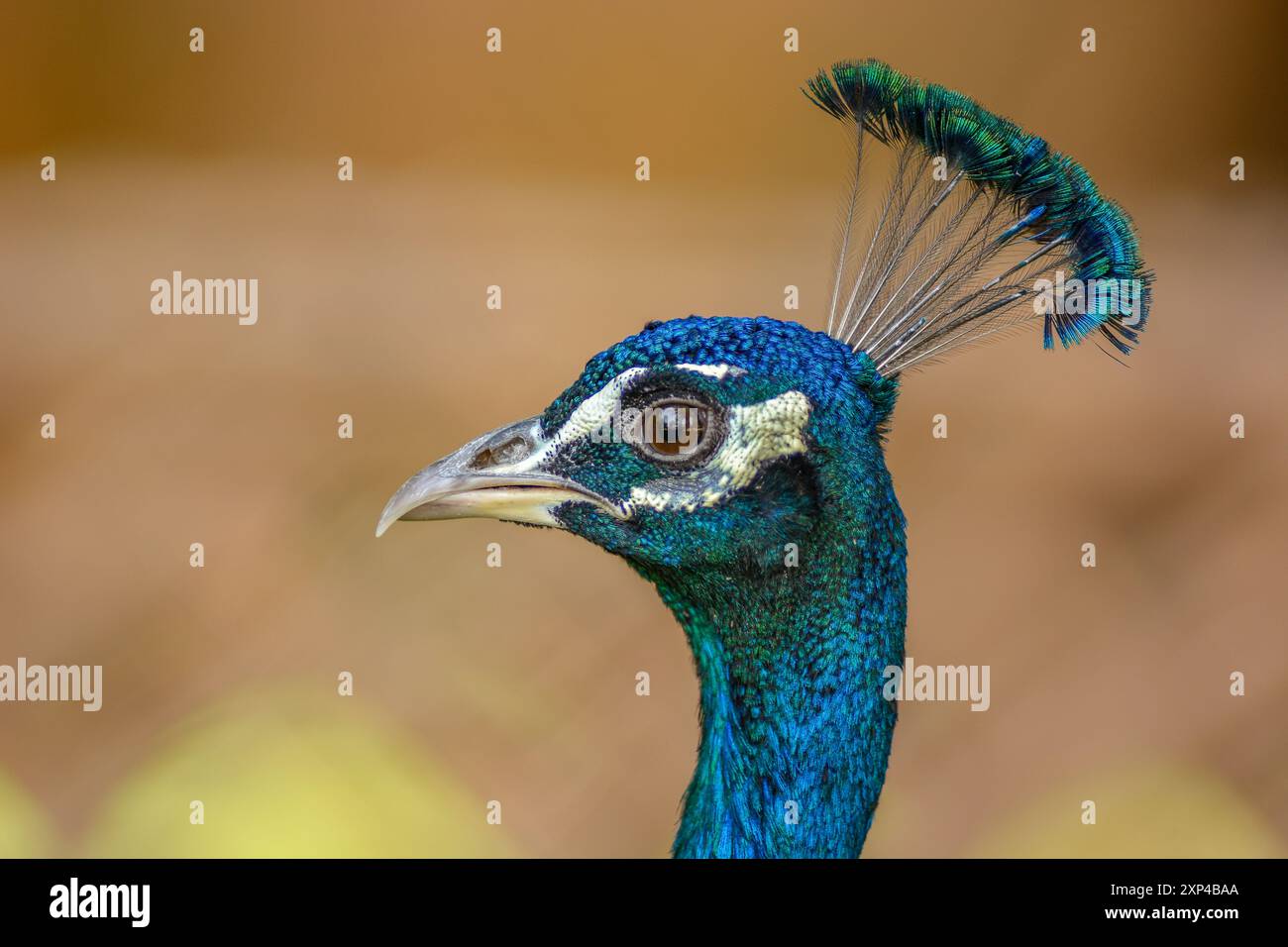 Porträt eines männlichen Blaupfauens (Pavo cristatus) im Garten. Ouarzazate, Draa-Tafilalet, Marokko, Afrika Stockfoto