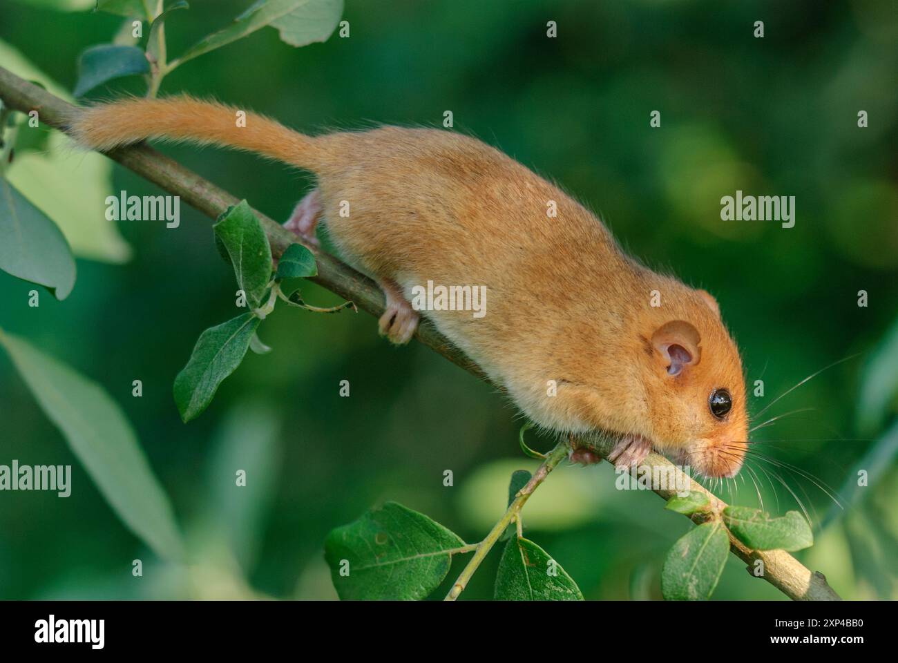 Weiblicher gemeiner Dormaus ( Muscardinus avellanarius ) auf einem Ast in buschiger Vegetation. bas rhin Elsass, Grand EST, Frankreich, Europa Stockfoto