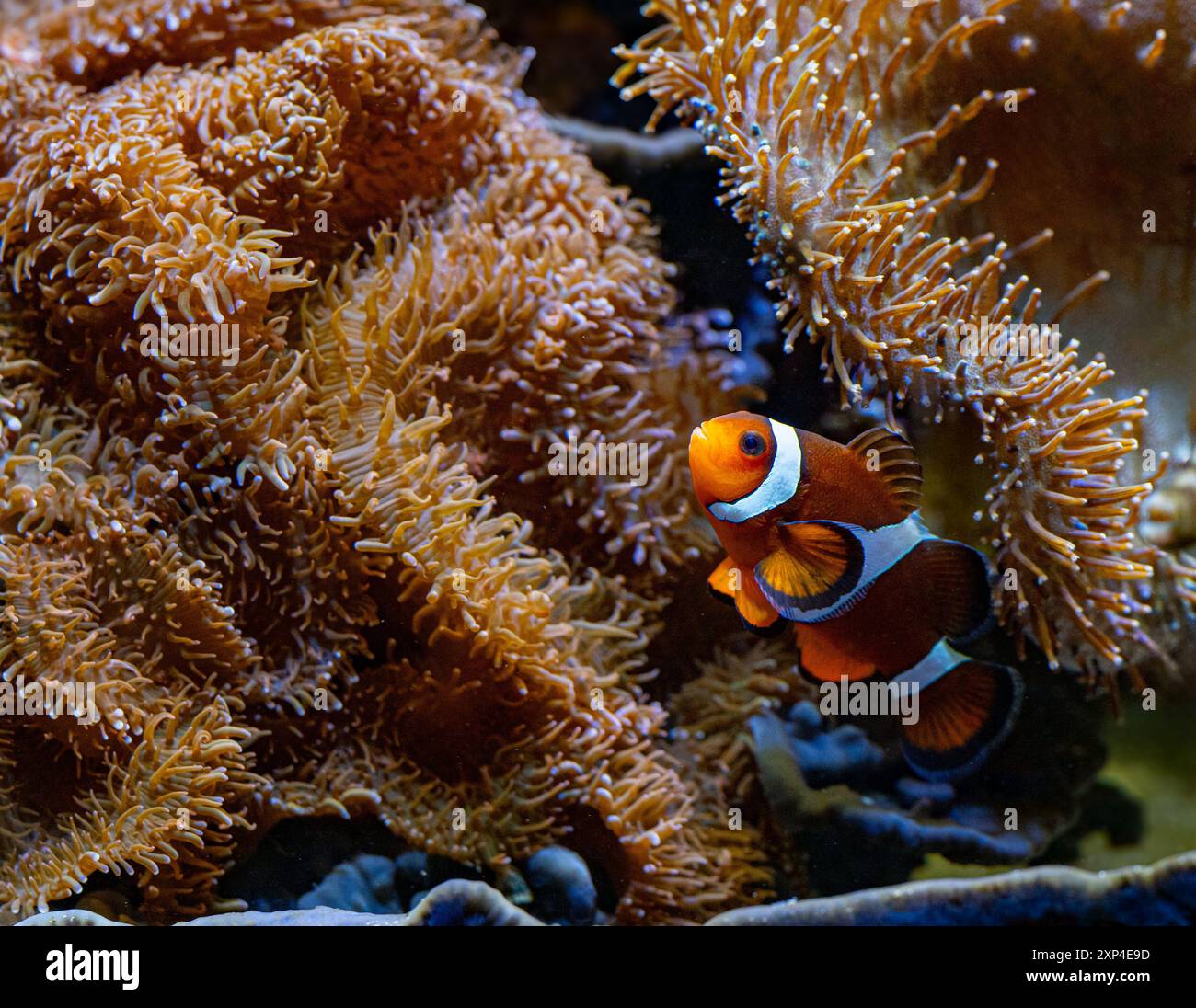 Ein gemeiner Anemonfisch (Amphiprion perideraion) Stockfoto