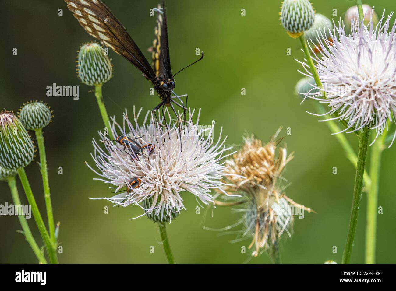 Im Sweetwater Wetlands Park an der Paynes Prairie in Gainesville, Florida, bezaubert ein Schmetterling und Soldat eine Nuttall's Distle. (USA) Stockfoto