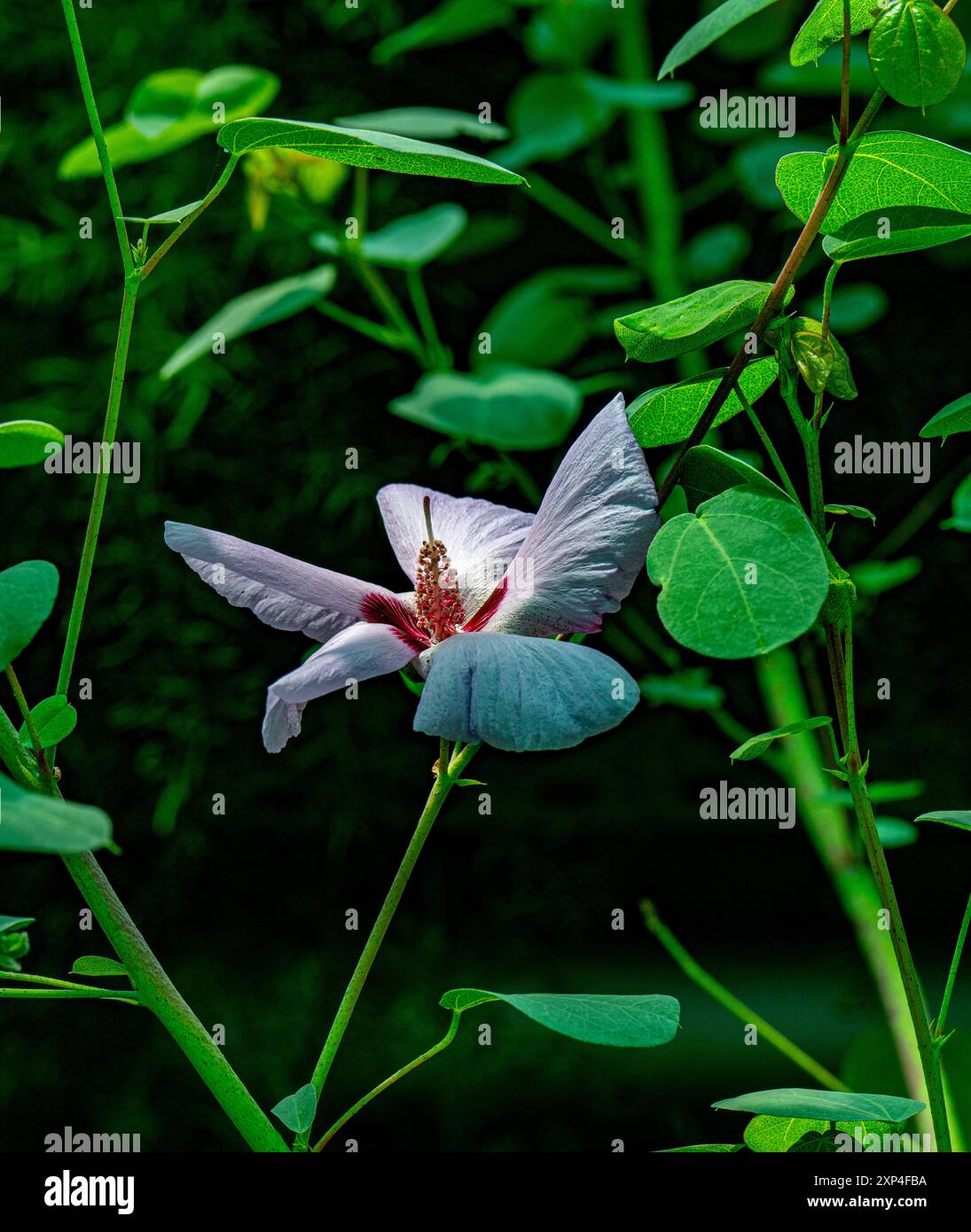 Lila Hibiskus (Alyogyne Huegelii), Australien Stockfoto