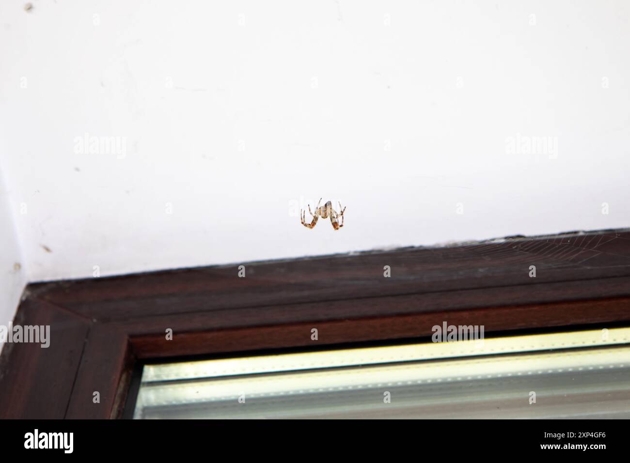 Eine kleine Spinne krabbelt langsam auf einer sauberen, weißen Wand, die sich direkt neben einem Fenster befindet und die Umgebung erkundet Stockfoto