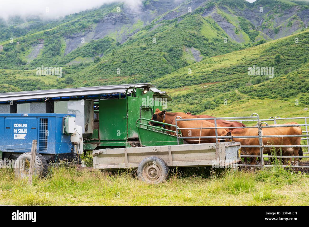 Kühe warten auf den mobilen Melkstand auf Sommerweiden in Savoie, Frankreich Stockfoto