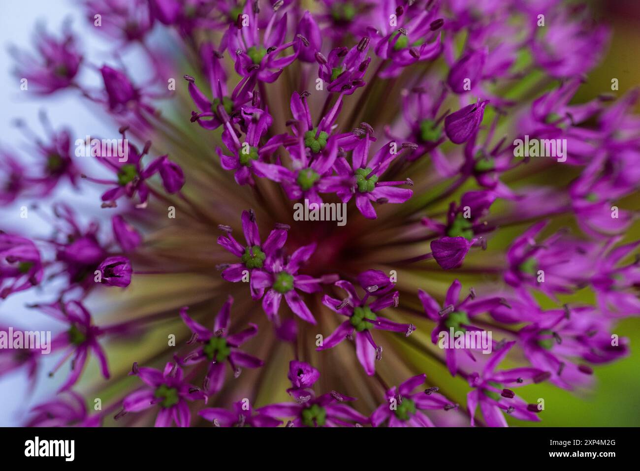 Nahaufnahme kleiner rosa Blumen Stockfoto