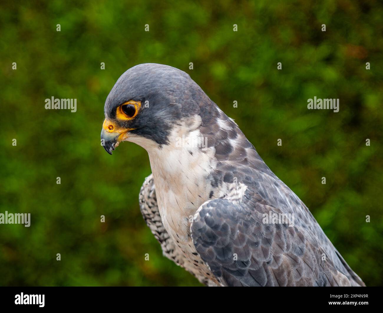 Peregrine Falcon. Nahaufnahme des männlichen Vogels. Wales, Großbritannien. Stockfoto