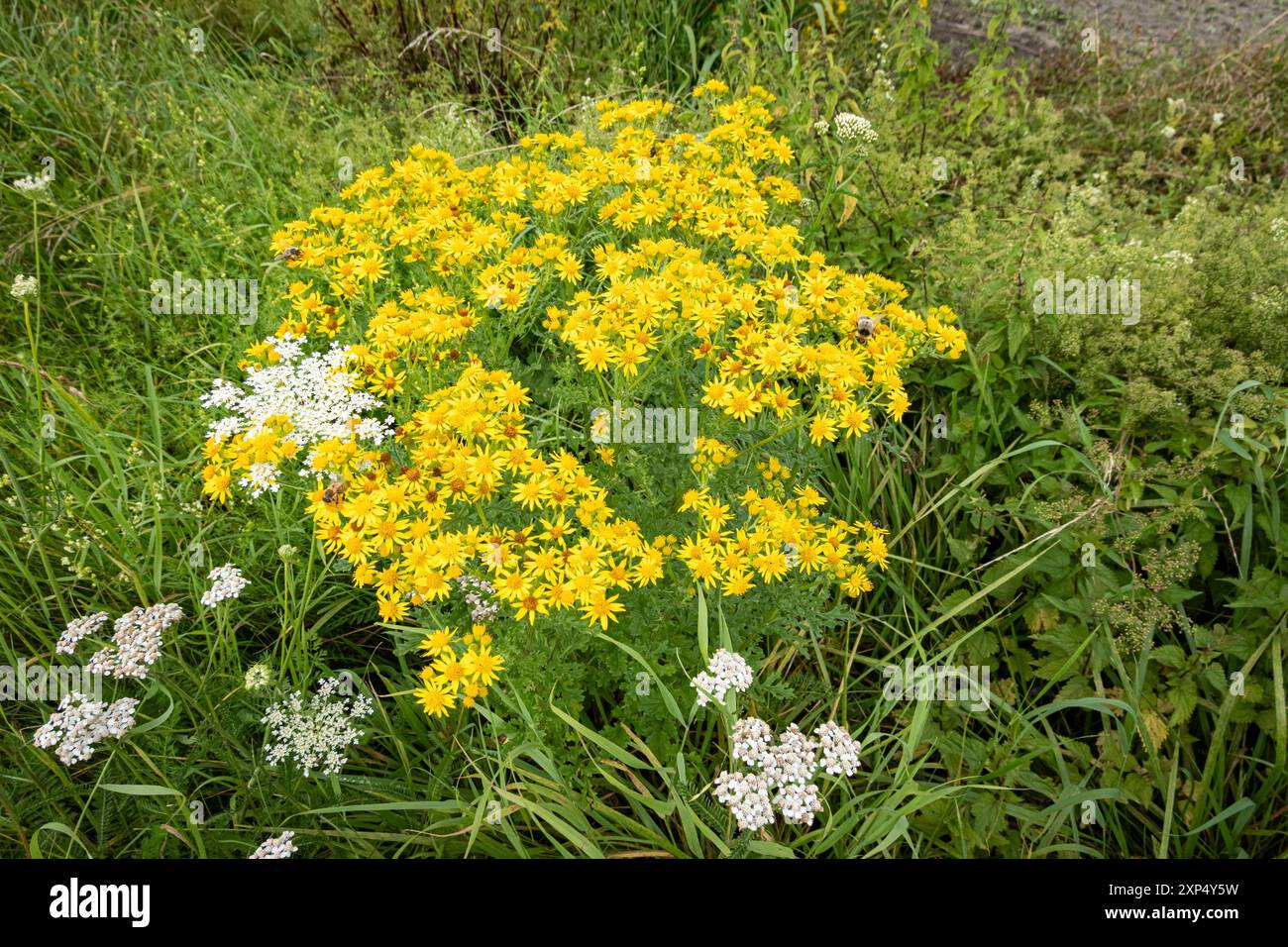 Giftige Wildblumen - Jakobs-Kreuzkraut am Wegesrand, Symbolfoto. Das Jakobs-Kreutkraut - auch Jakobs-Greiskraut genannt kommt überall in Deutschland - vor allem auf Wildflächen und am Wegesrand vor, ist eine heimische Pflanzenart und verbreitet sich in den vergangenen Jahren zunehmend. Gefährlich - weil giftig ist sie vor allem für Weidevieh. Auch im Winterfutter - auch im Heu oder in Silage bleibt sie weiter toxisch und führt je nach aufgenommener Menge zu schweren Leberschäden bis hin zum Verenden von Rindern und Pferden. Region Weser-Ems Niedersachsen Deutschland *** giftiger wildflo Stockfoto