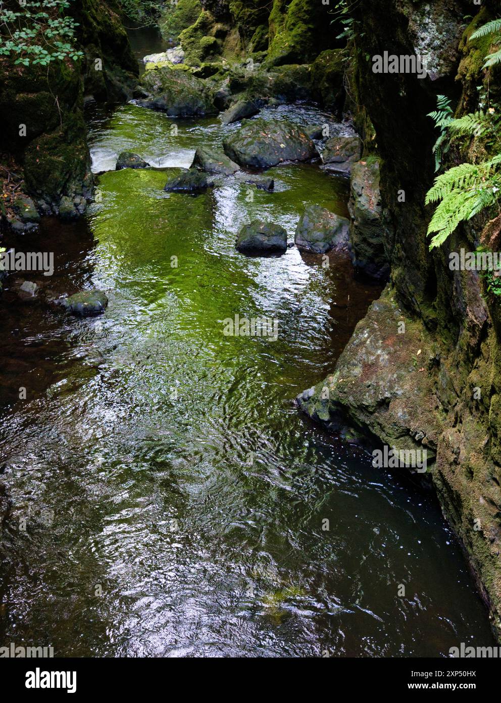 Ein Spaziergang entlang des Flusses Devon an der Rumbling Bridge in Perth & Kinross, Schottland Stockfoto