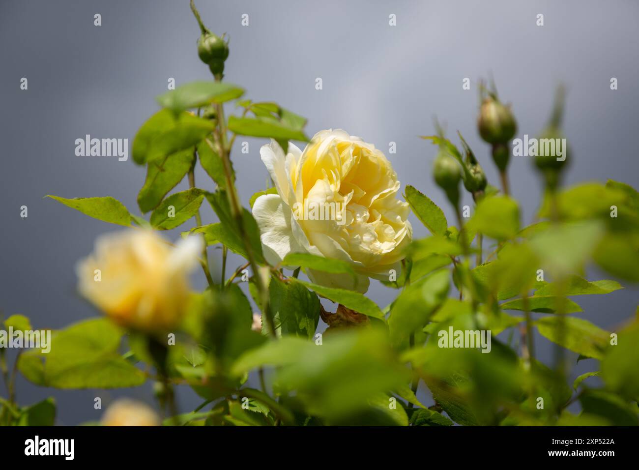 Blassfarbene Rose und Blätter vor einem bewölkten Himmel Stockfoto