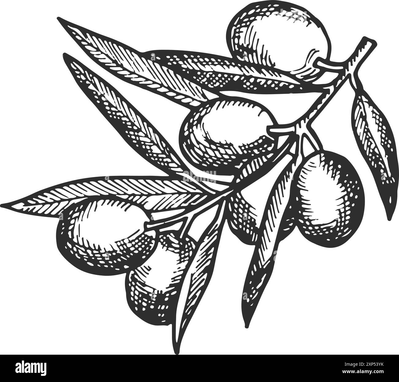 Olivenzweig-Gravur. Skizze zum Anbau von frischem Obst Stock Vektor