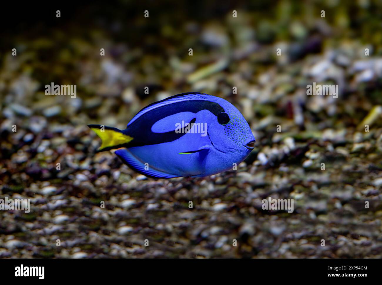 Blue Tang, blauen Hippo Tang oder unikales Doktorfisch (Paracanthurus Hepatus) Stockfoto