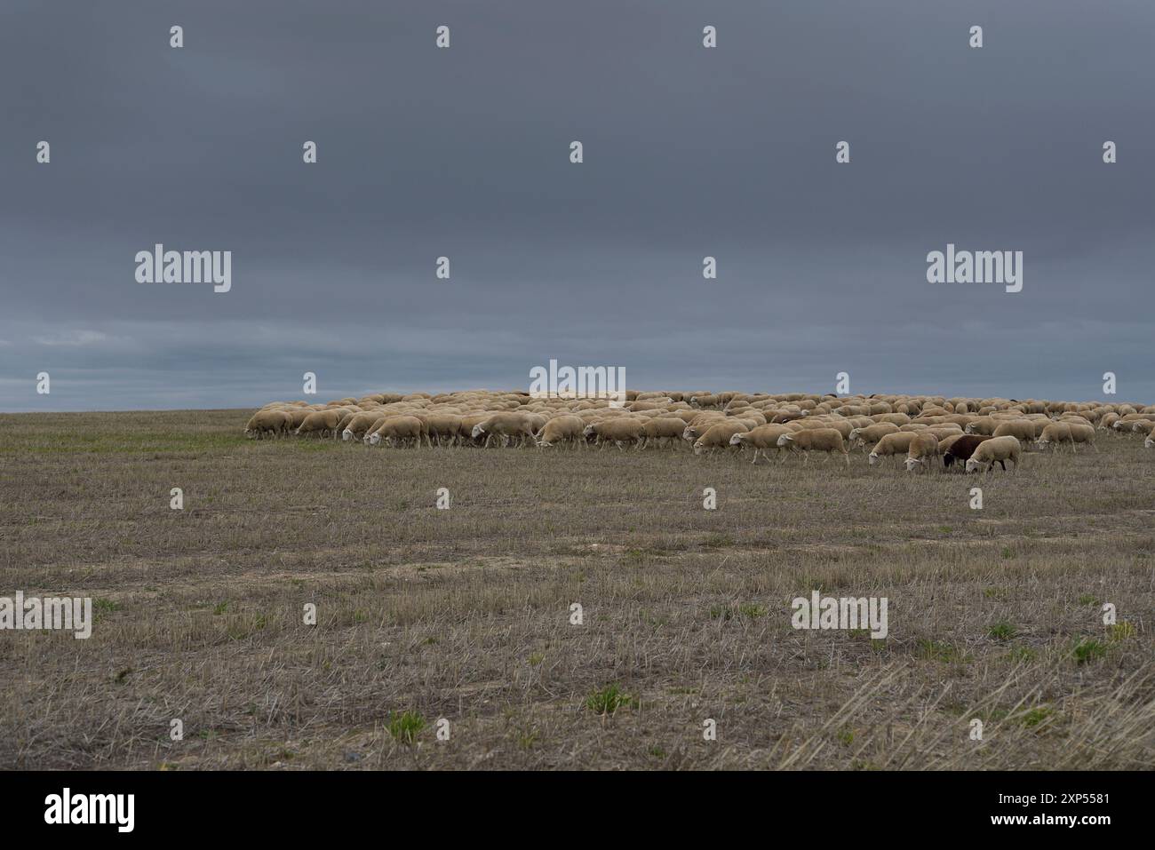 Schafherde in Abades, Provinz Segovia. Stockfoto