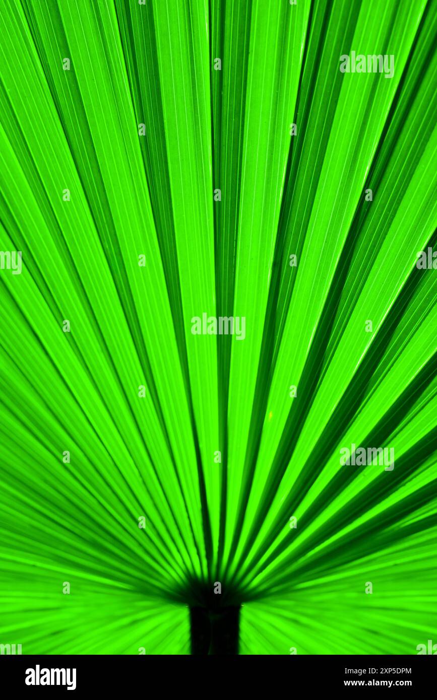 Nahaufnahme Detailbild mit leuchtendem grünem Palmblattmuster und Textur Stockfoto