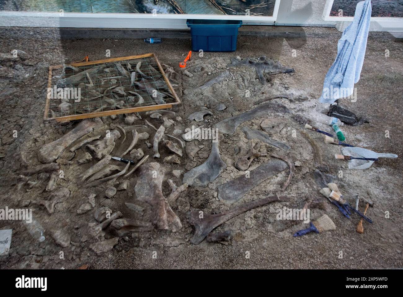 Viele Dinosaurier starben in diesem Knochenbett im Dinosaur Provincial Park in Alberta in Kanada. Stockfoto