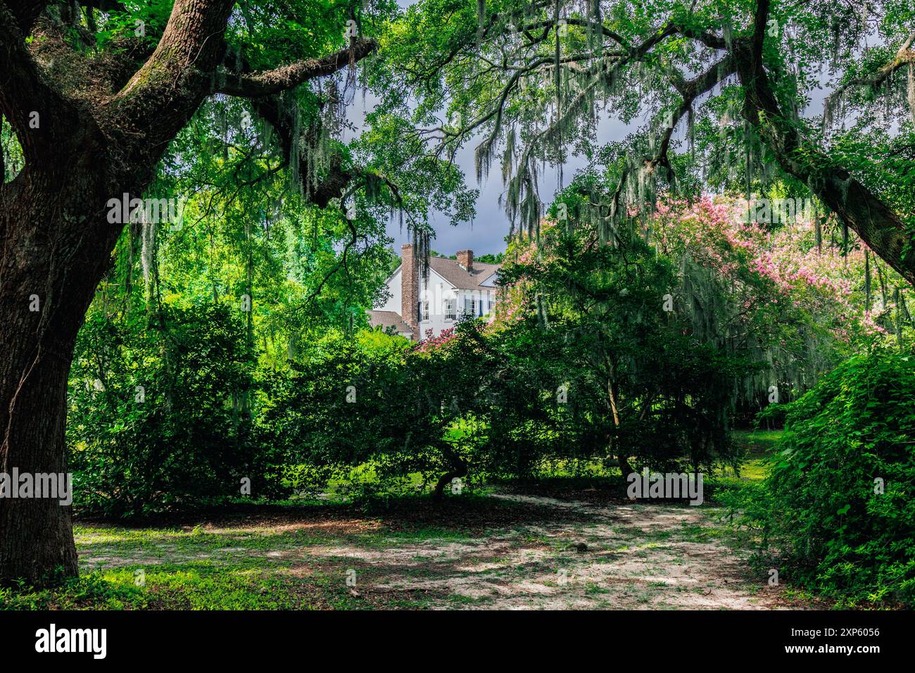 Magnolia Plantation in Charleston, South Carolina Stockfoto