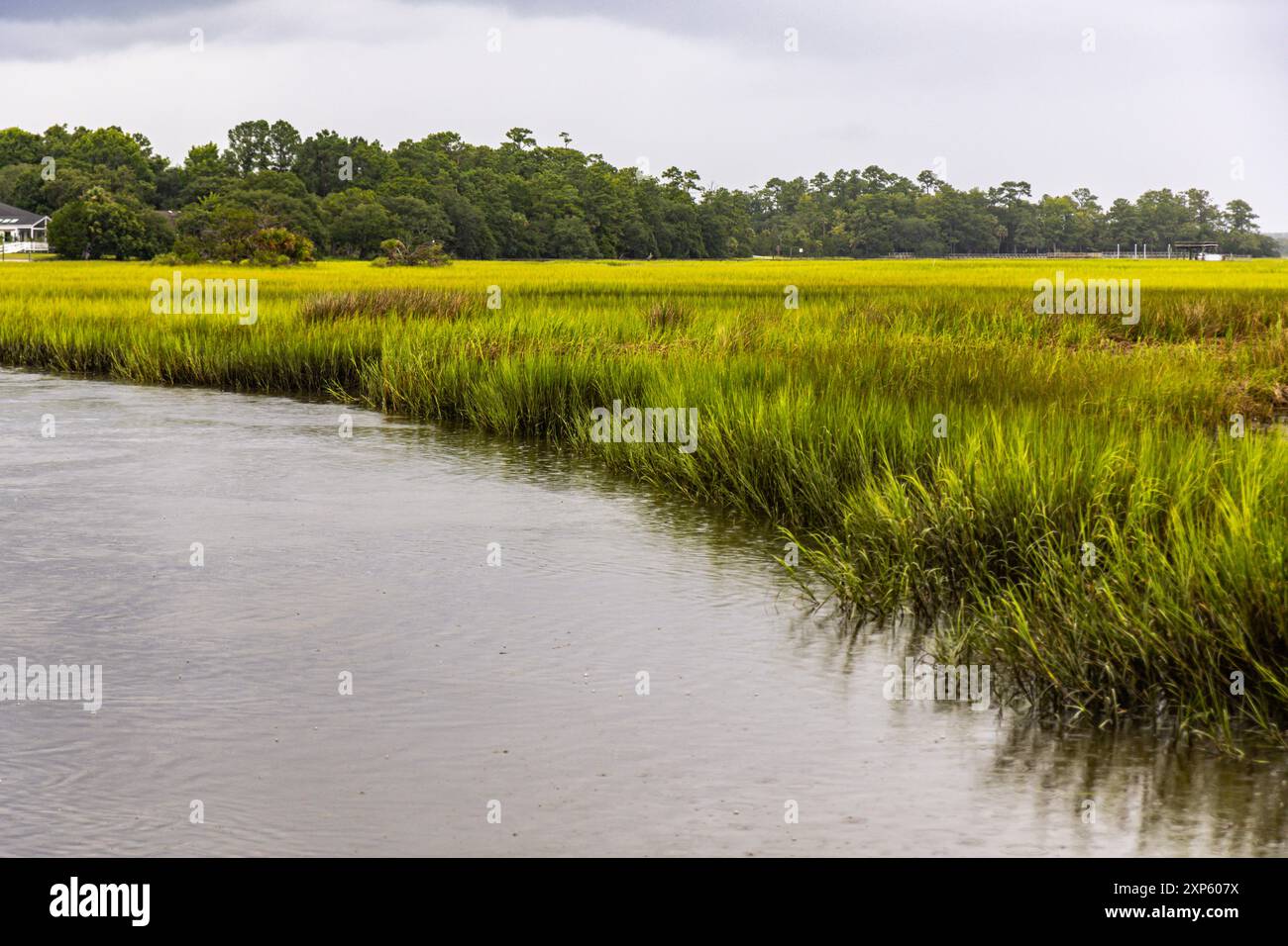 Hohes Gras Entlang Der Küstenlandschaft Von South Carolina Stockfoto