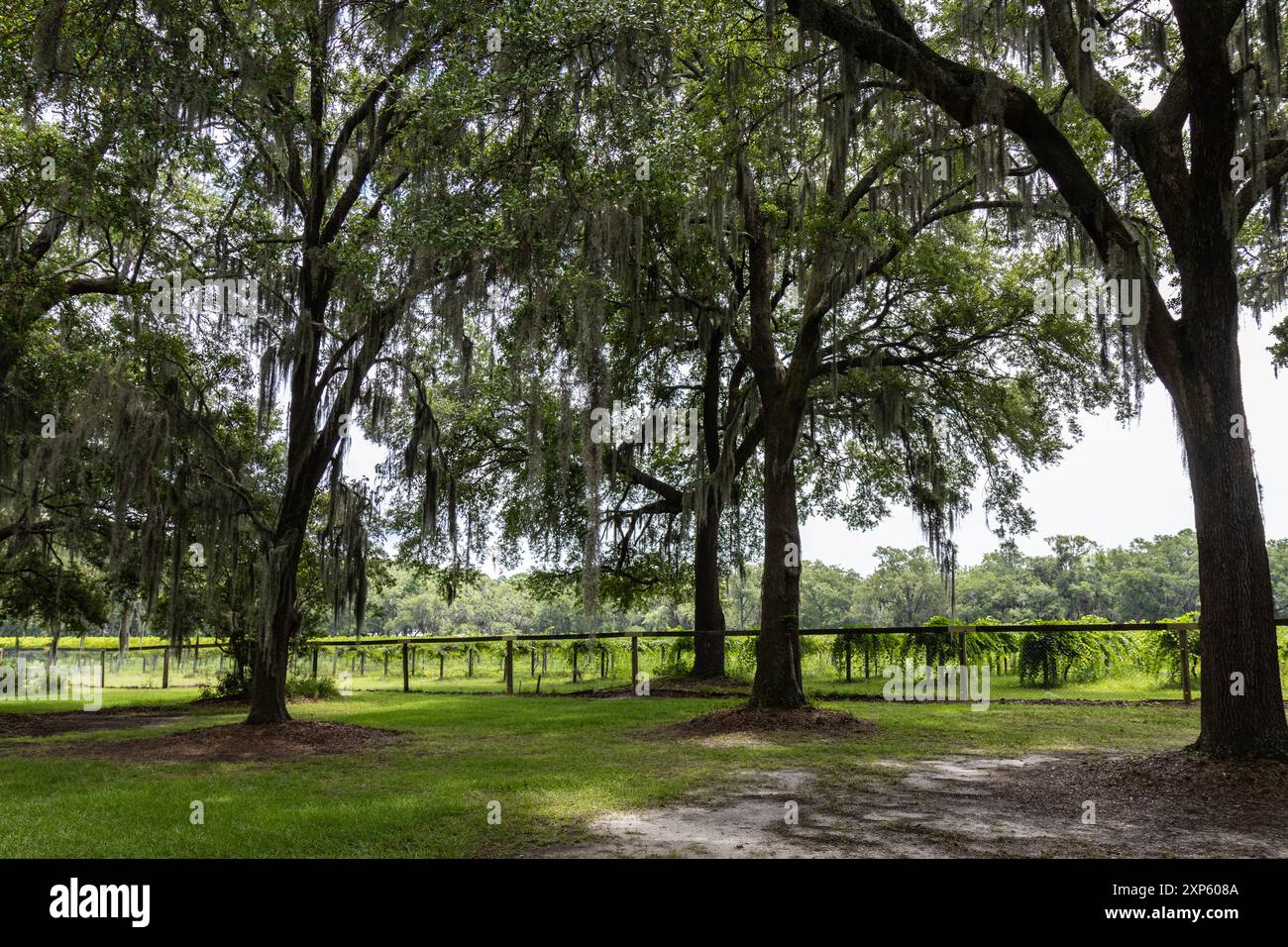 Weitwinkel-Weinberg in South Carolina mit Live-Eichen in spanischem Moos Stockfoto