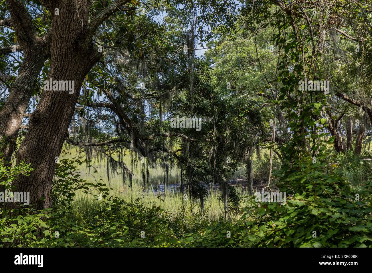 Großer Live Oak Tree in Charleston, South Carolina, mit spanischem Moos und einem Sumpf im Hintergrund Stockfoto