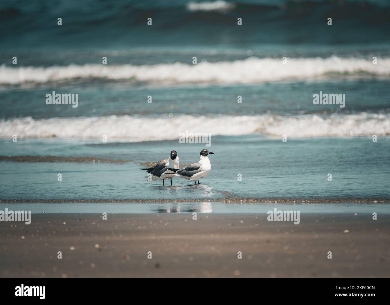 Möwen, die in der Brandung der Wellen am wunderschönen Strand stehen, bei Sonnenuntergang horizontal ausgerichtet Stockfoto