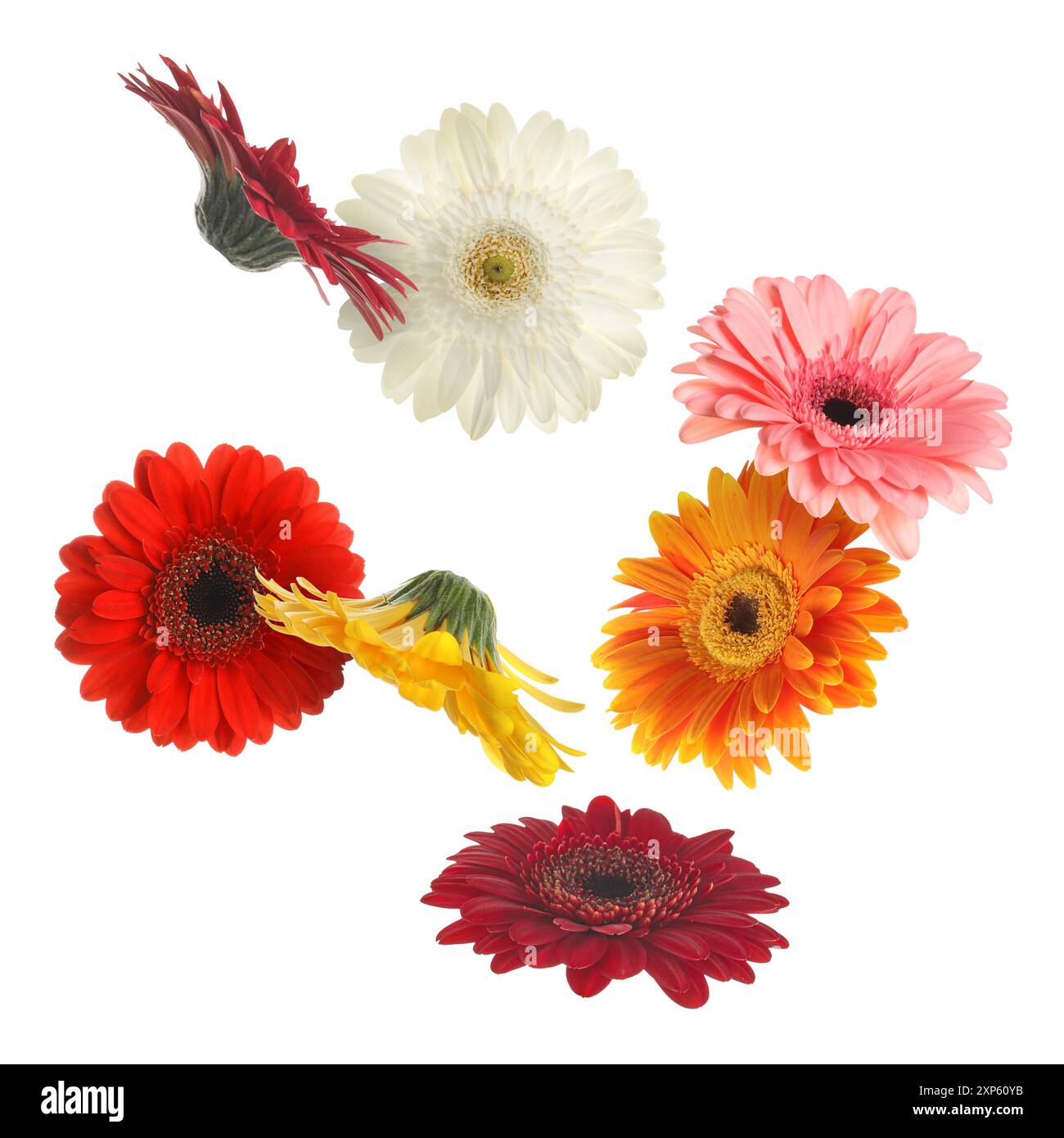 Bunte Gerbera-Blüten in der Luft auf weißem Hintergrund Stockfoto