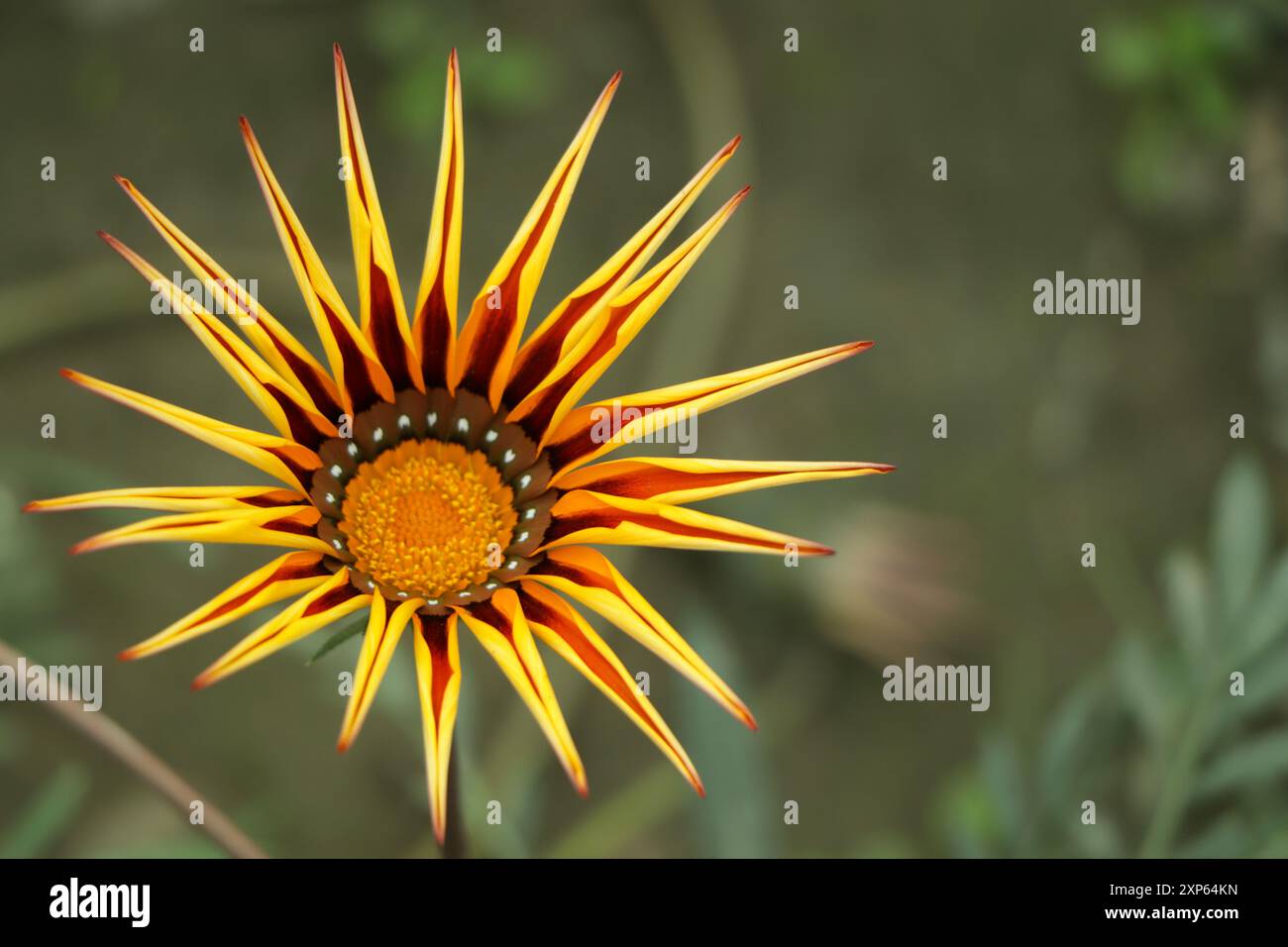 Gazania Blume Nahaufnahme mit Kopierraum für Text Stockfoto