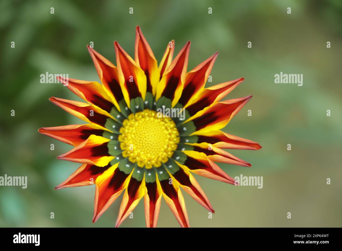 Orange Gazania Blume Nahaufnahme mit Kopierraum Stockfoto