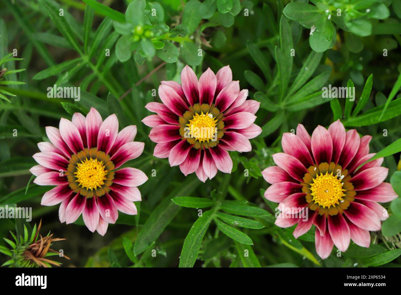 Drei schöne rosa Gazania Blume im Garten mit grünem Blatt auf Hintergrund Stockfoto