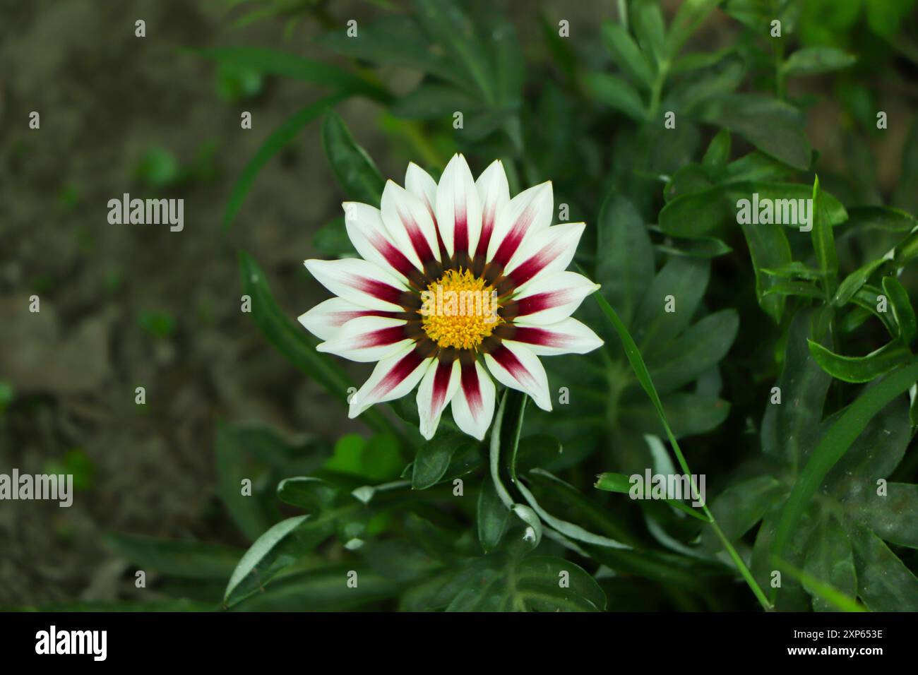 Rosa Gazania Blume Nahaufnahme mit grünem Blatt auf Hintergrund Stockfoto