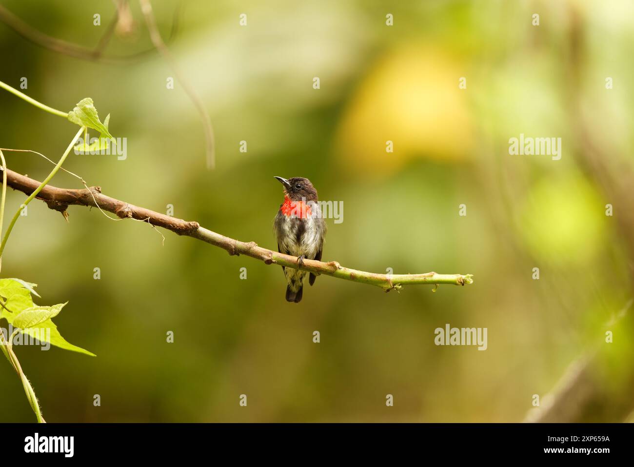 Der grauseitige Blumenspecht (Dicaeum celebicum) ist eine Vogelart aus der Familie der Dicaeidae. Sie ist endemisch auf der indonesischen Insel Sulawesi. Stockfoto