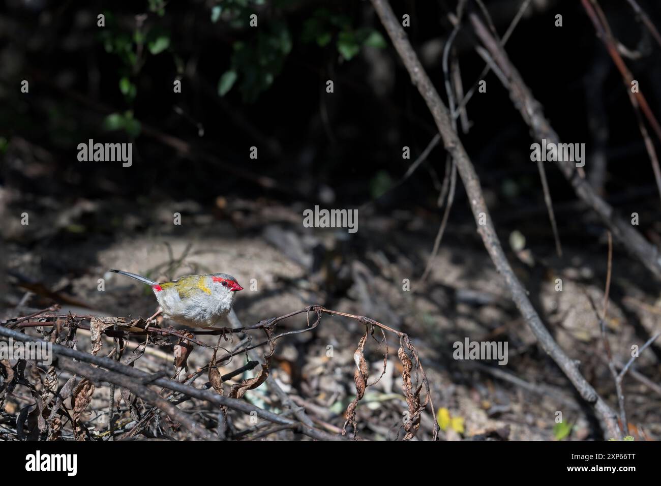 Ein einzelner rotbrauenfink beleuchtet von einem Lichtbad, der auf einem Zweig im Unterholz seines Waldgebietes thront und auf der Suche nach wilden Samen ist. Stockfoto