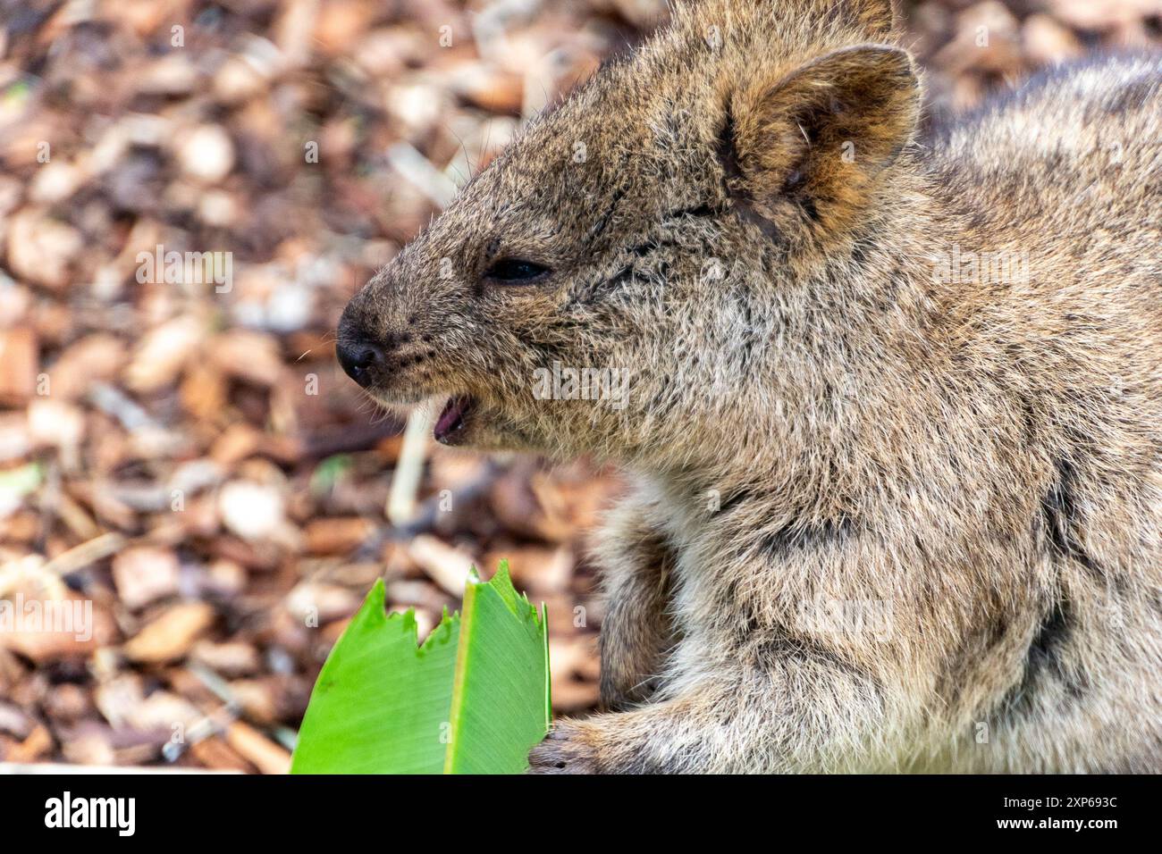 Quokka im Adelaide Zoo mit seinem freundlichen und liebenswerten Lächeln bietet einen bezaubernden Einblick in die Persönlichkeit dieses einzigartigen Beuteltieres. Stockfoto